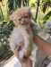 Persian kitten